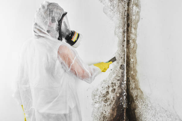 Best Professional Mold Removal  in Cape Carteret, NC