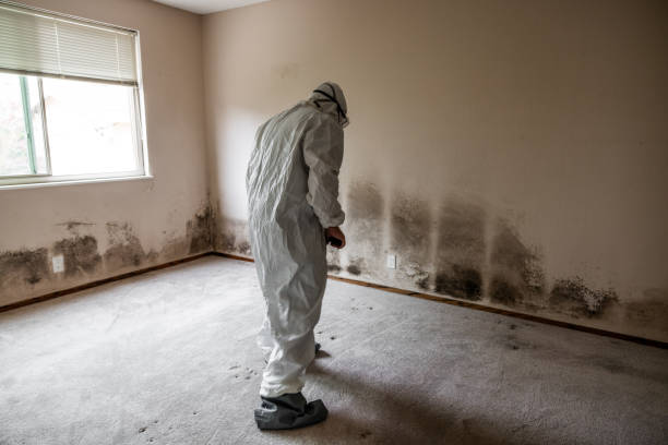 Crawl Space Mold Removal in Cape Carteret, NC